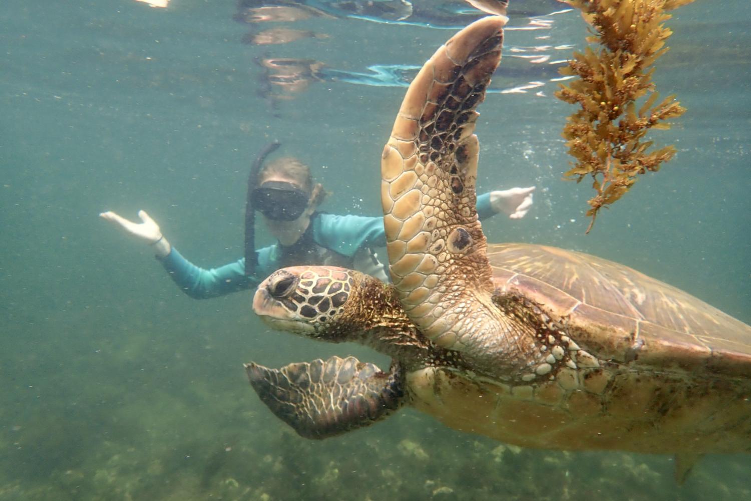 一名<a href='http://qnh1kry.wenxue2010.net'>bv伟德ios下载</a>学生在Galápagos群岛游学途中与一只巨龟游泳.